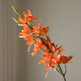 Orange Cymbidium Iridioides Orchid Flower