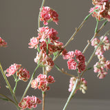 Pink Succulent Stem