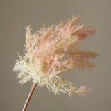 Pink Cotinus Coggygria Young Lady Flower