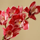 Pink Cymbidium Orchid Flower