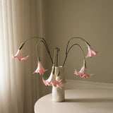 Pink Datura Stramonium Flower