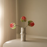 Pink Anthurium Flower