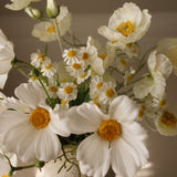Pop Of Daisy