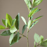Green Ruscus Leaves