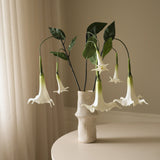 White Large Datura Stramonium Flower