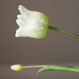 White Triumph Tulip Bouquet
