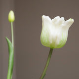 White Triumph Tulip Bouquet