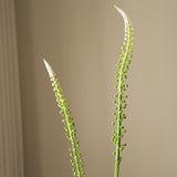 White Actaea Racemosa "Fairy Candle"