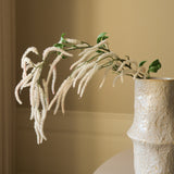 White Amaranthus Cruentus Flower
