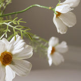 White Cosmo Daisy Flower
