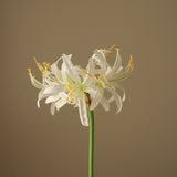 White Higanbana "Spider Lilies" Amaryllis Flower