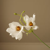 White Large Cosmo Daisy Flowers