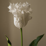 White Large Parrot Tulip Flower