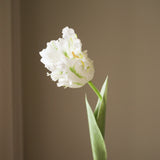 White Parrot Tulip Flower