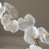 White Grand Orchid Flower