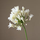 White Agapanthus Flower
