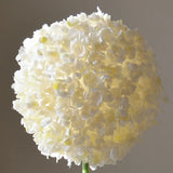 White Allium Giganteum
