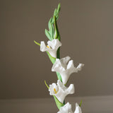 White Gladiolus Flower