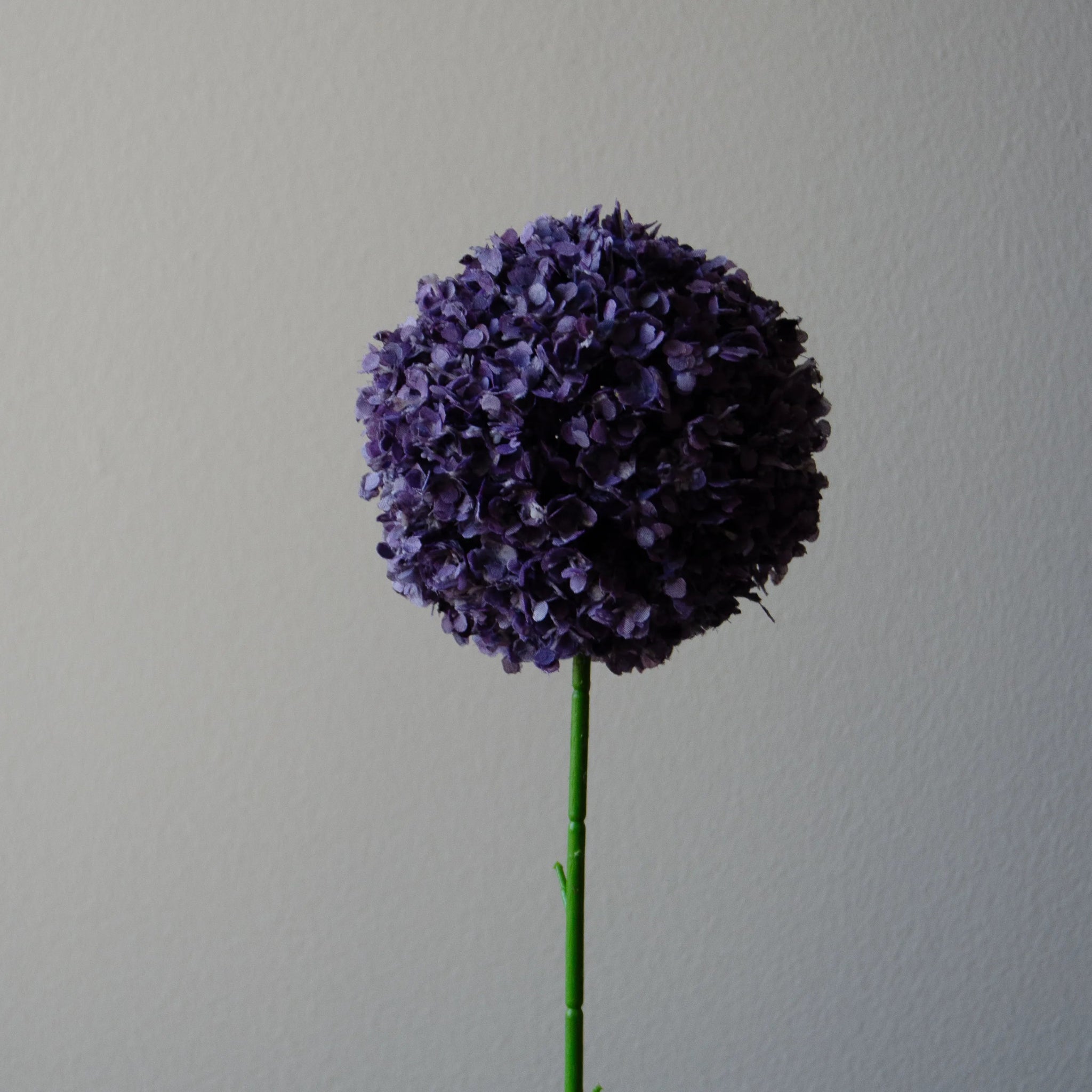 Allium Giganteum in Purple from Botané