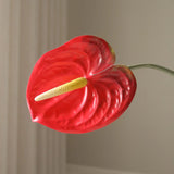 Red Anthurium Flower