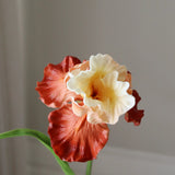 Light Orange Bearded Iris Flower