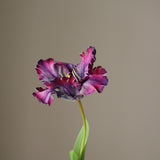 Purple Parrot Tulip Flower