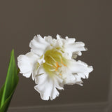 White Parrot Tulip Flower