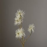 Cream Allium Fido Dido Flower