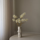 Cream Allium Fido Dido Flower