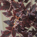 img-2|d75cf57a