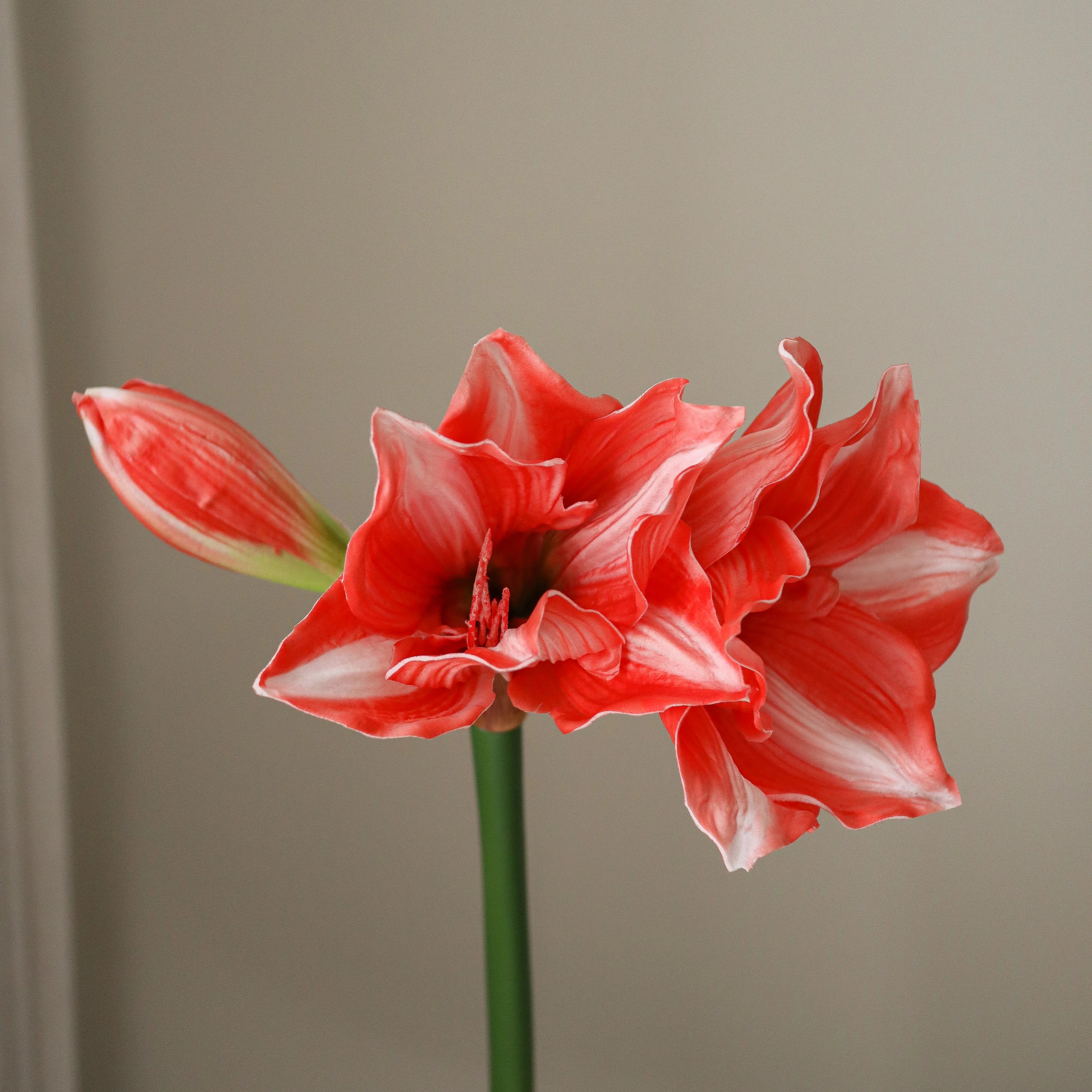 img-2|93394ac8