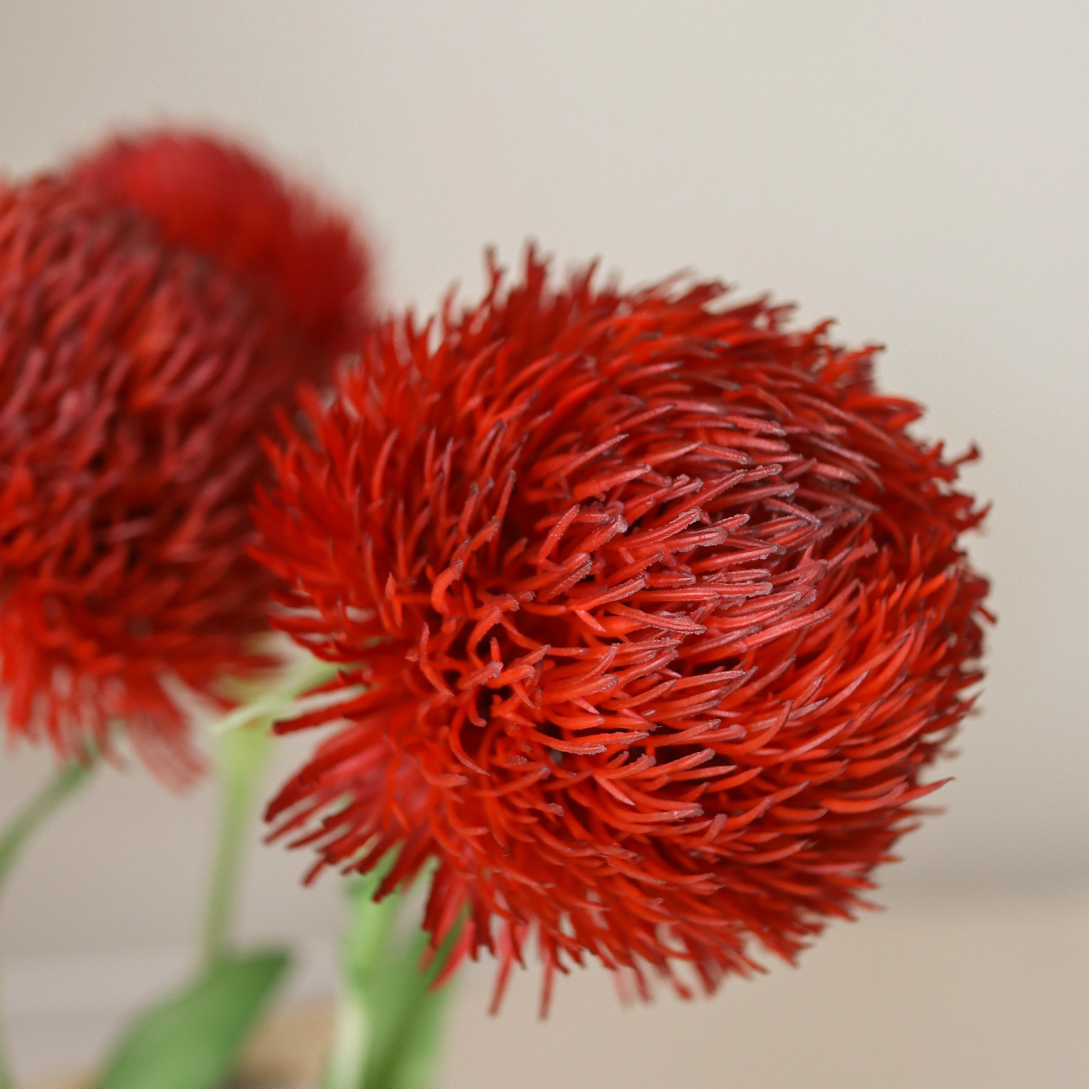 img-2|366c378b