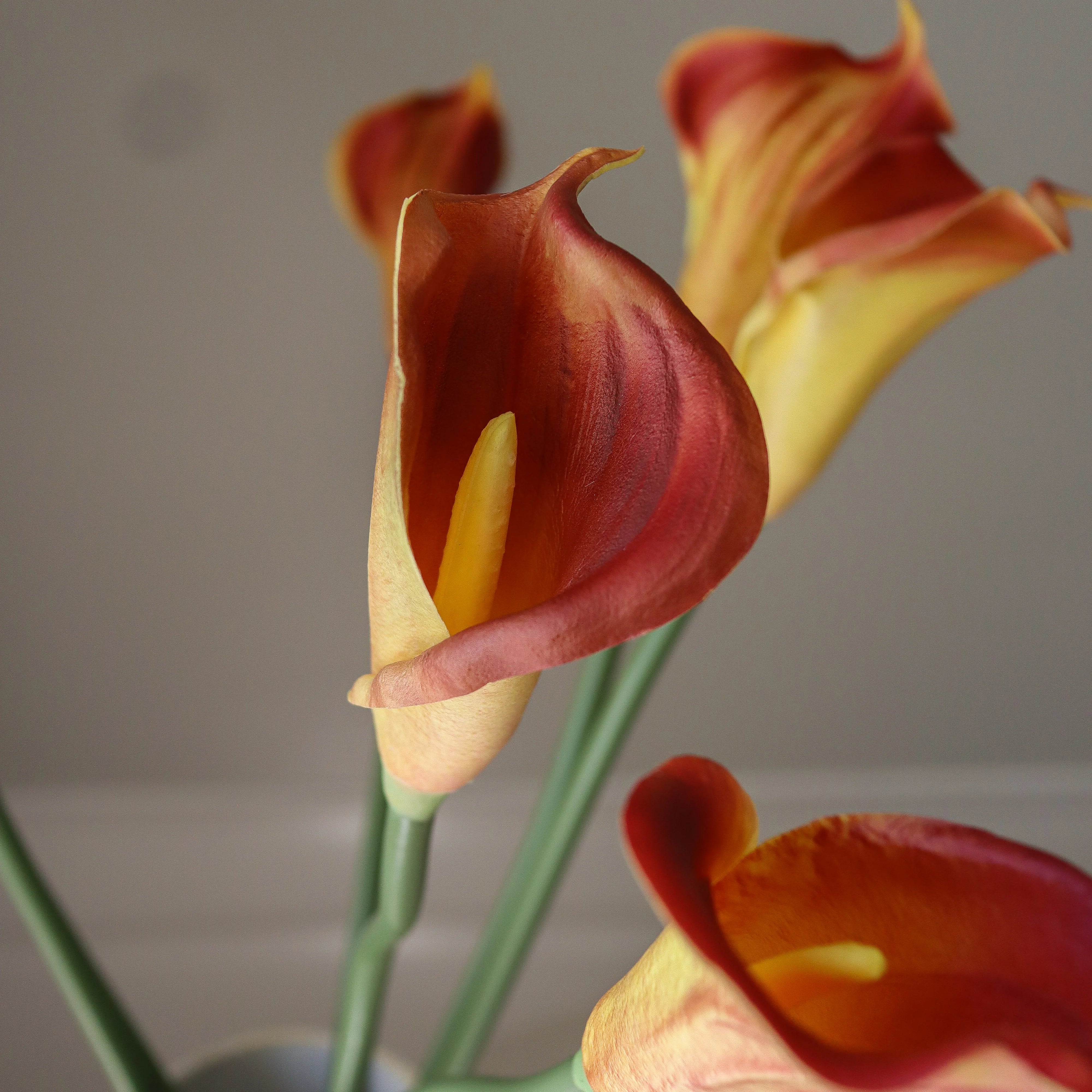 img-2|6002f7a7