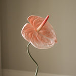 img-2|d4f6d578