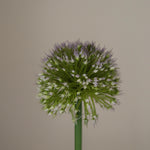 img-2|e6c6f551