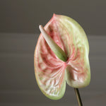 img-2|786244ef