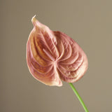 Rose Small Anthurium Flower