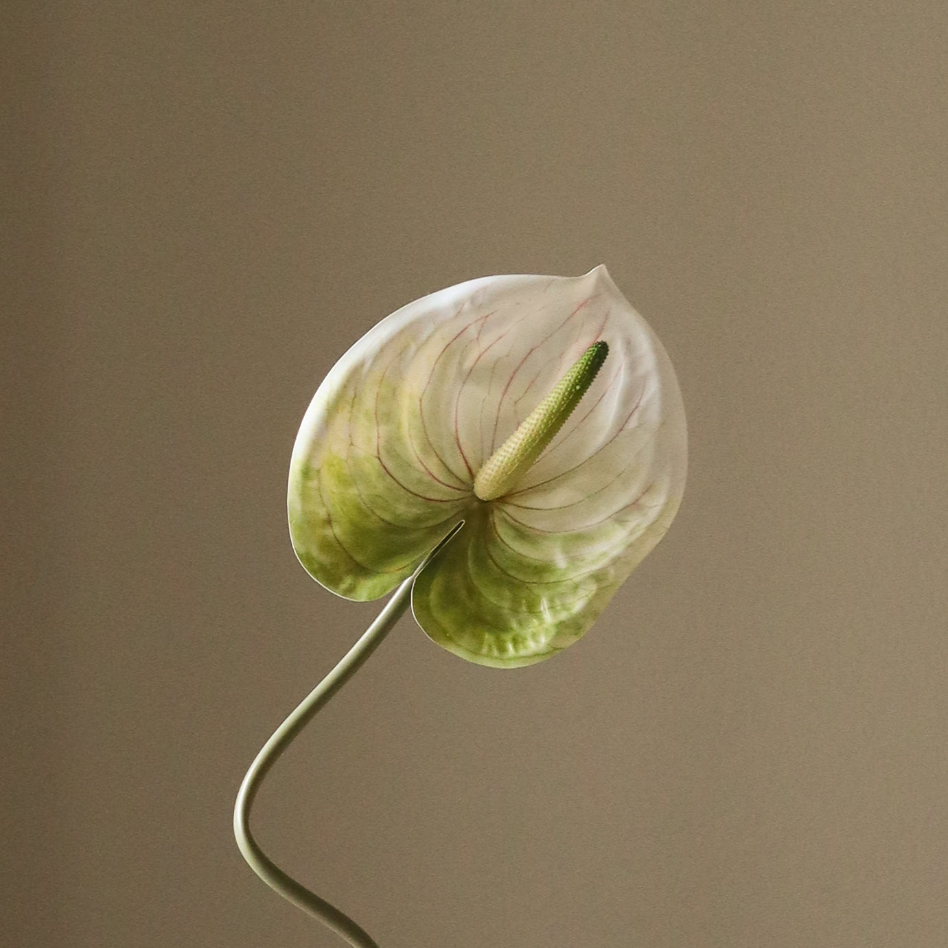 green anthurium flowers Shop Anthurium Flower from Botané