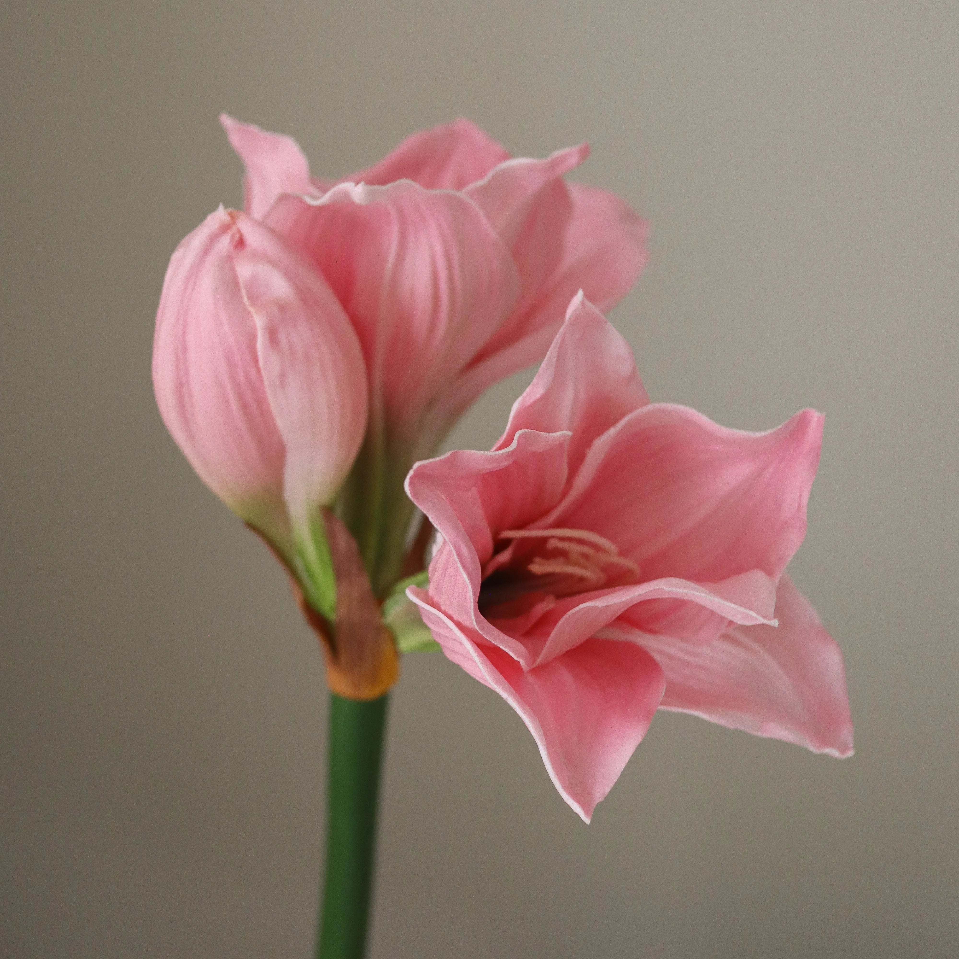 img-2|7897969f