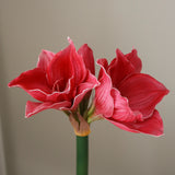 img-2|e067945f