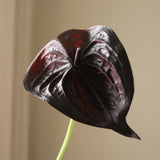 Black Small Anthurium Flower