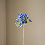 Blue Agapanthus Flower