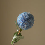 Blue Allium Azureum Bulb