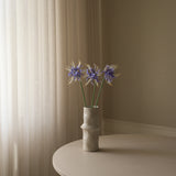 Blue Higanbana "Spider Lilies" Amaryllis Flower