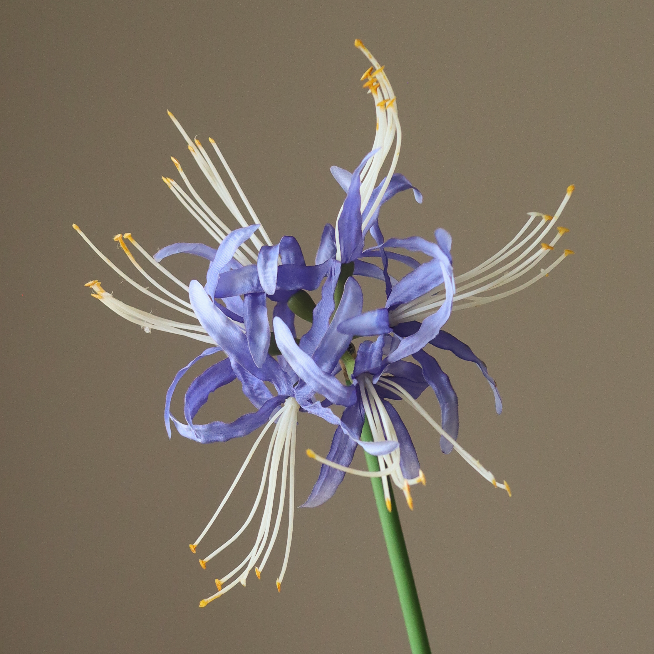 purple spider lilies Blue Higanbana "Spider Lilies" Amaryllis Flower – Botané