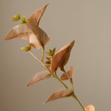 Brown Eucalyptus Leaves