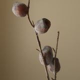 Brown Nut Branch