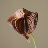 Brown Small Anthurium Flower