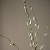 Brown Willow Bud Branch