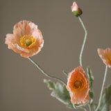 Coral Poppy Flower